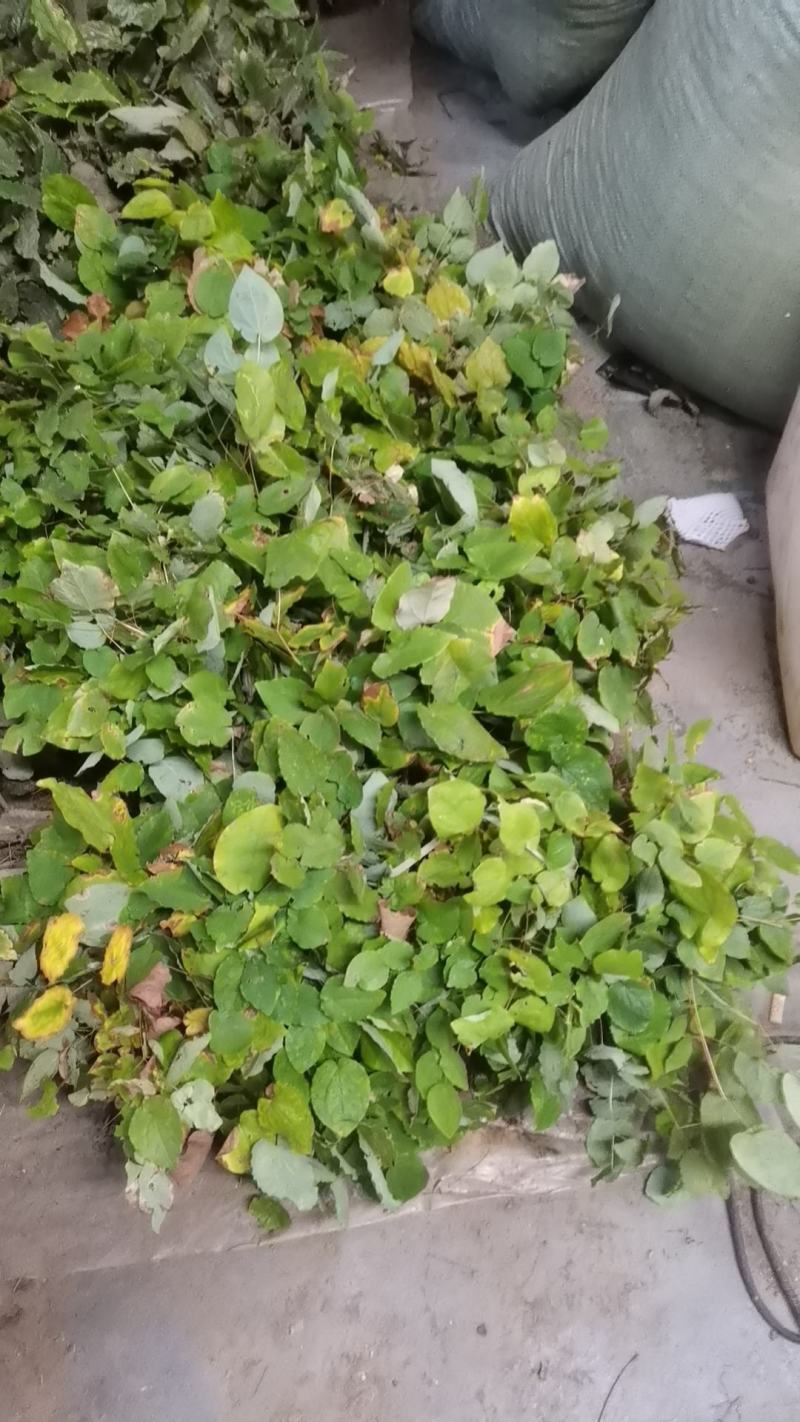 甘肃高含量小圆叶淫羊藿三支九叶草高萌发淫羊藿