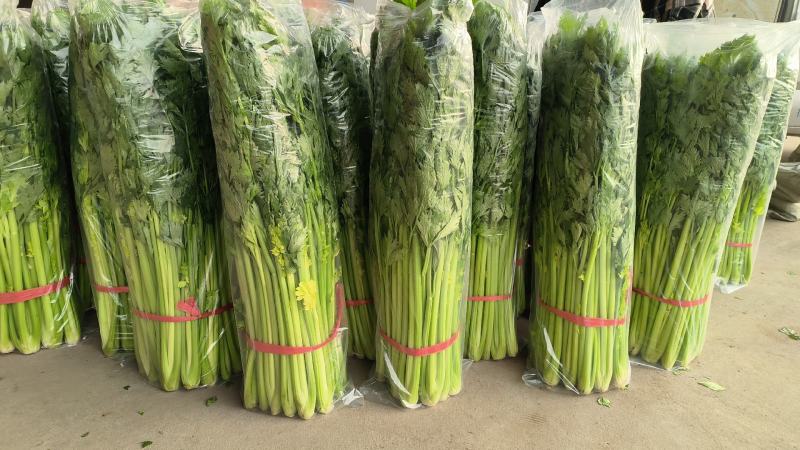 暖棚芹菜大量上市