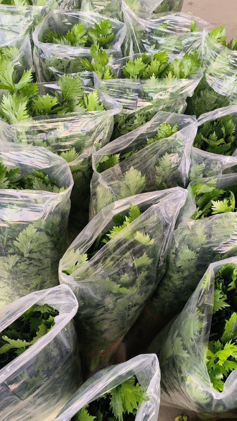 暖棚芹菜大量上市