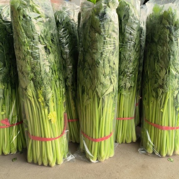 暖棚芹菜大量上市