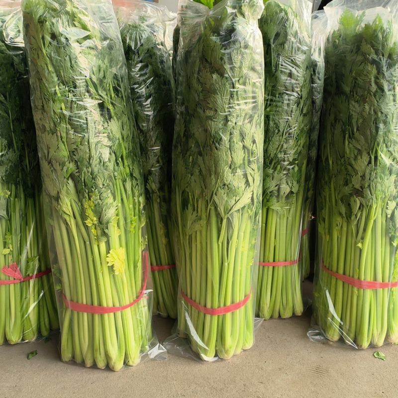 暖棚芹菜大量上市