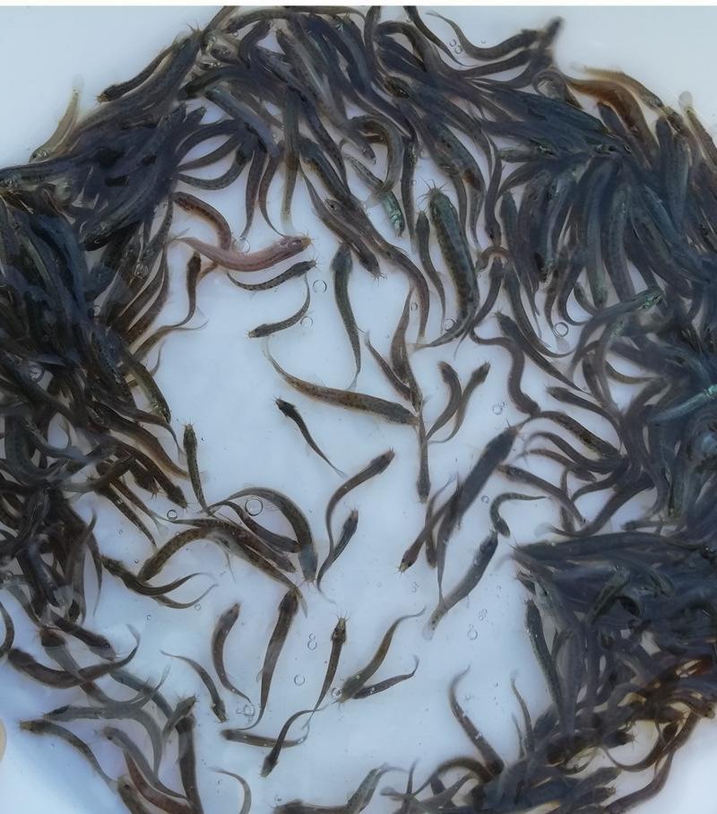【热卖】台湾泥鳅苗，基地孵化渔场发货，提供技术指导。