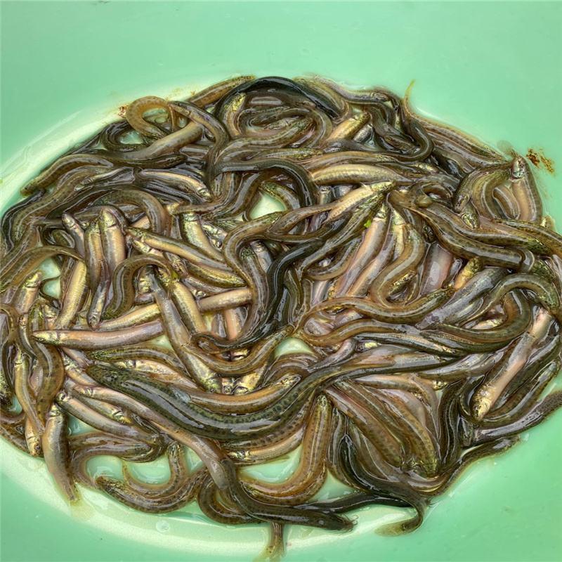 【热卖】台湾泥鳅苗，基地孵化渔场发货，提供技术指导。