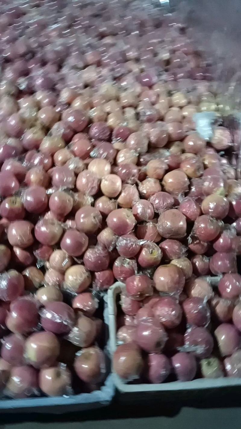 精品膜袋红富士苹果大量供货产地直发价格美丽支持视频看货