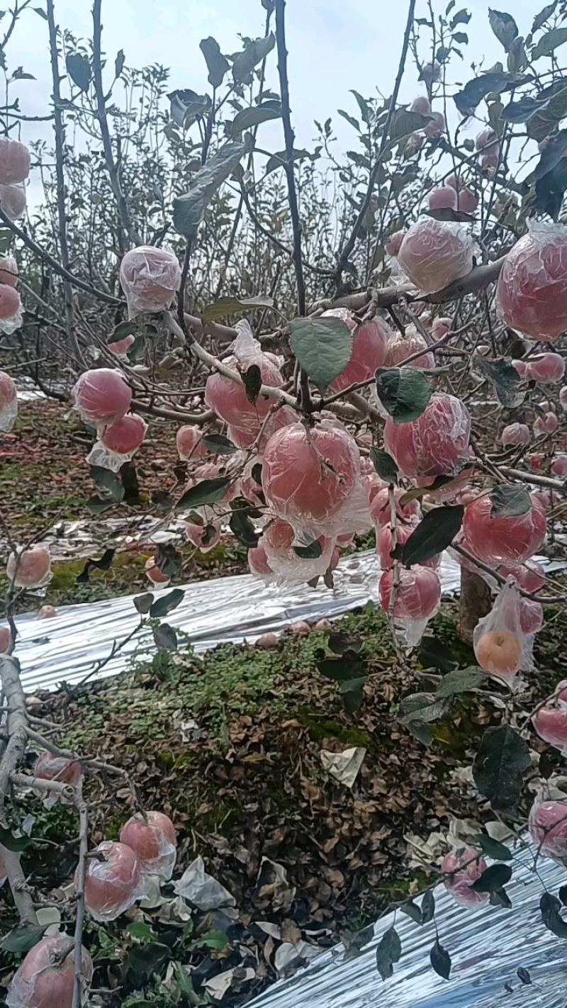 精品膜袋红富士苹果大量供货产地直发价格美丽支持视频看货