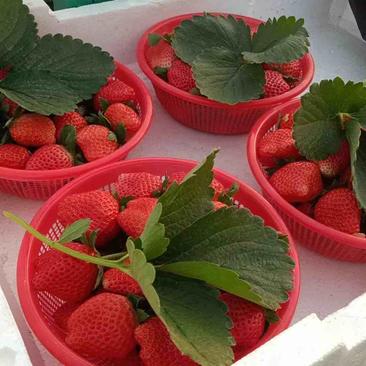 宁玉草莓，大量供应产地直发全国，欢迎新老客户电话洽谈生意