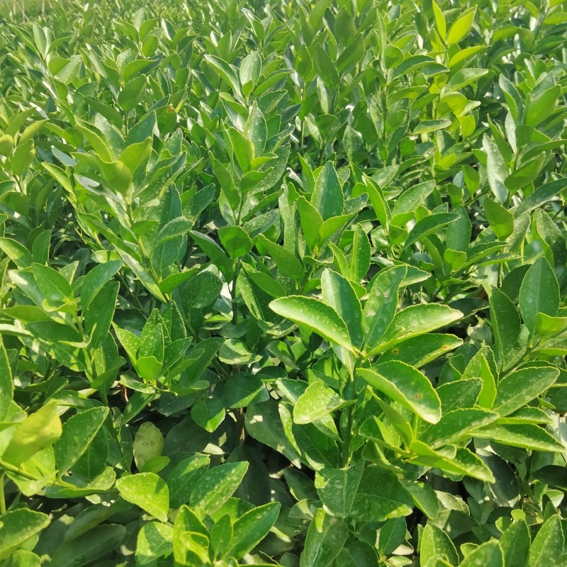 穿金5特早蜜橘苗五月苗基地直发存活率保障