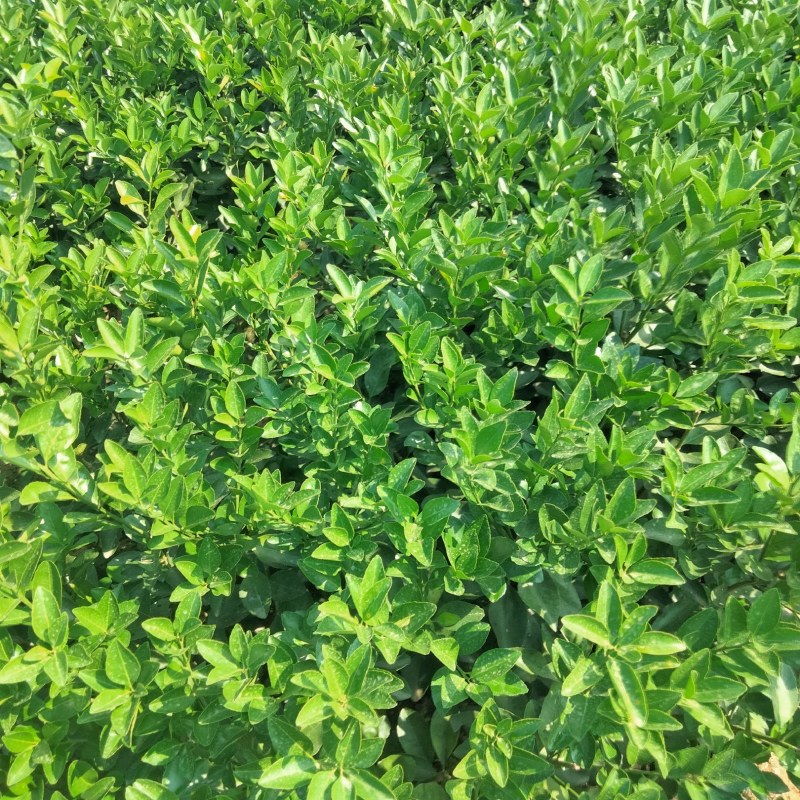 穿金5特早蜜橘苗五月苗基地直发存活率保障