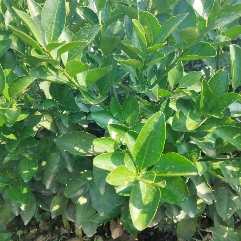 穿金5特早蜜橘苗五月苗基地直发存活率保障