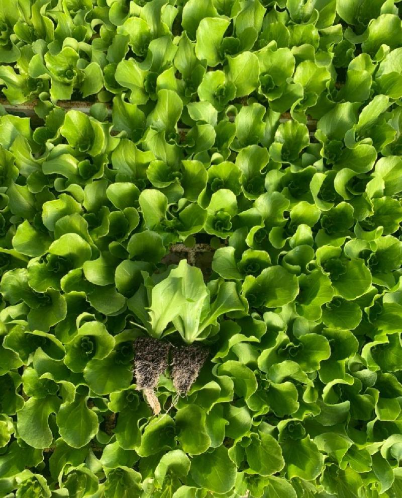 优质意大利生菜种苗出售