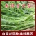 雪里红加工厂货市场货，大量供应，量大从优