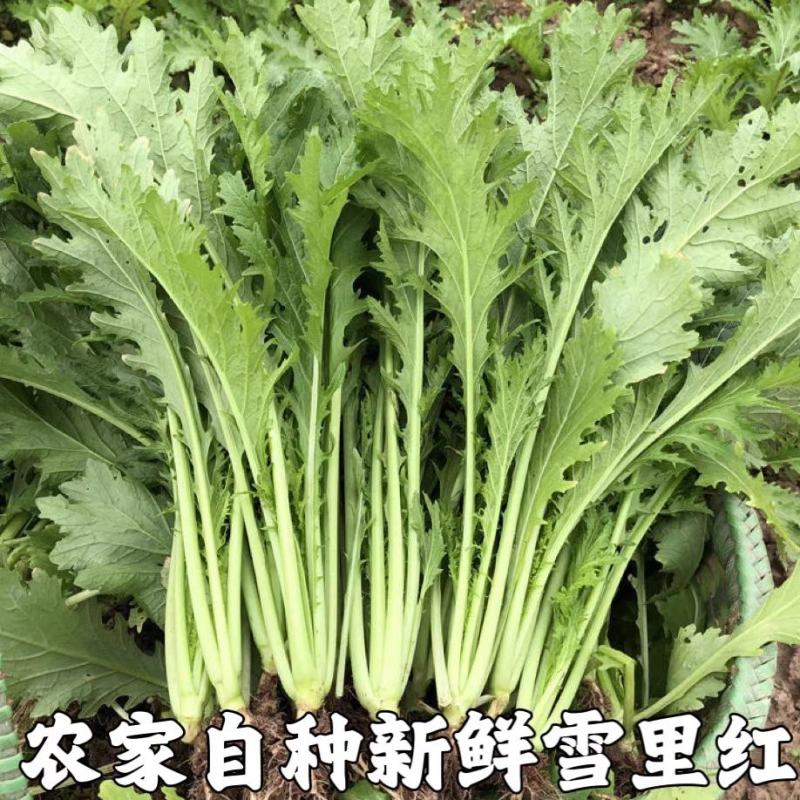 雪里红加工厂货市场货，大量供应，量大从优