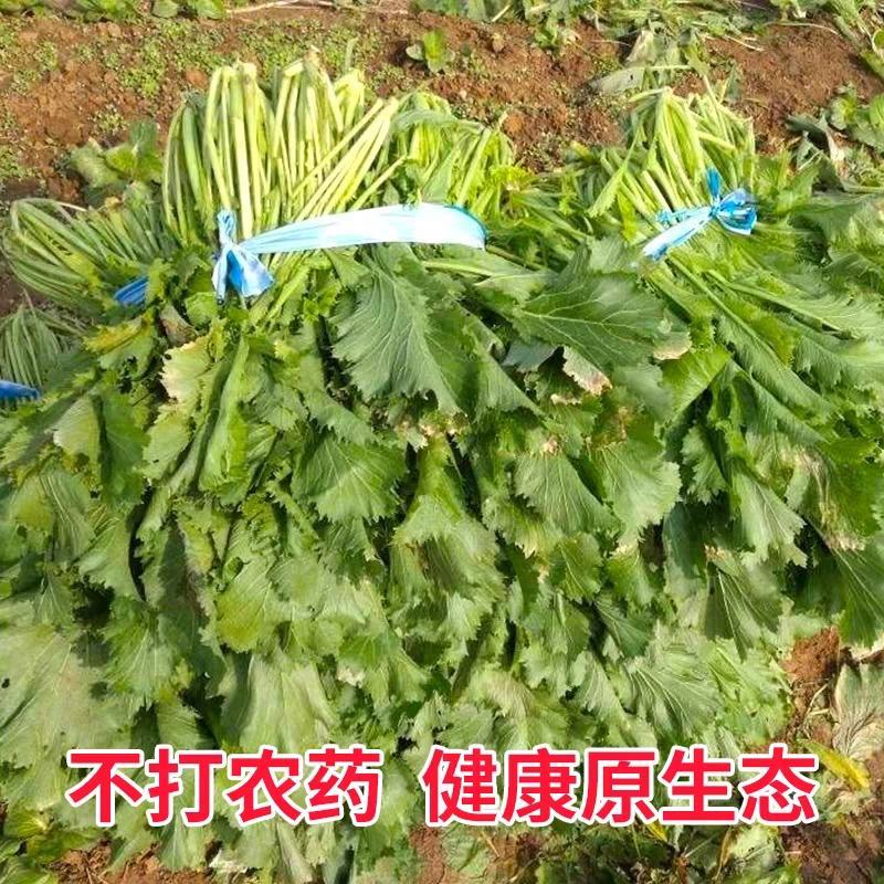 雪里红加工厂货市场货，大量供应，量大从优