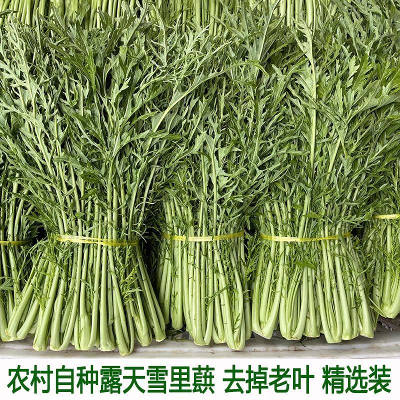 湖北雪里红产地大量有货，品质优，欢迎订购。