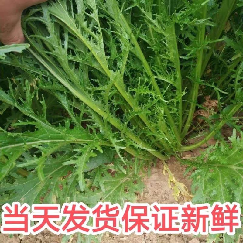 湖北雪里红产地大量有货，品质优，欢迎订购。