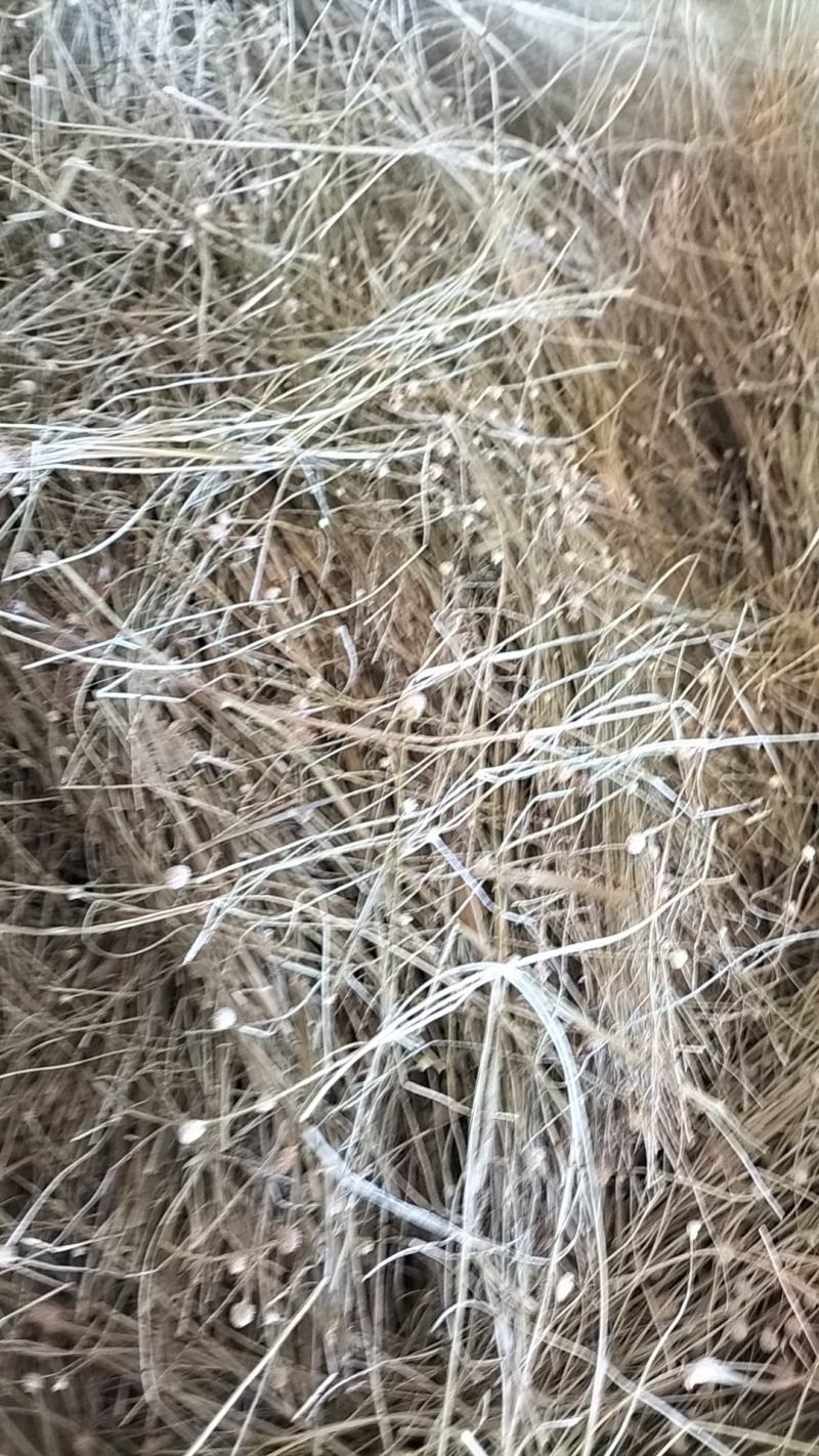谷精草