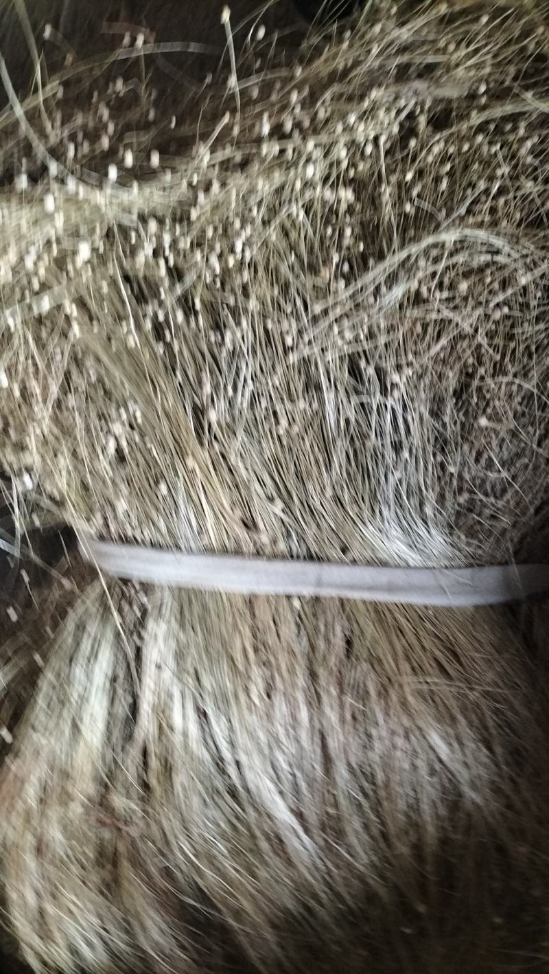 谷精草