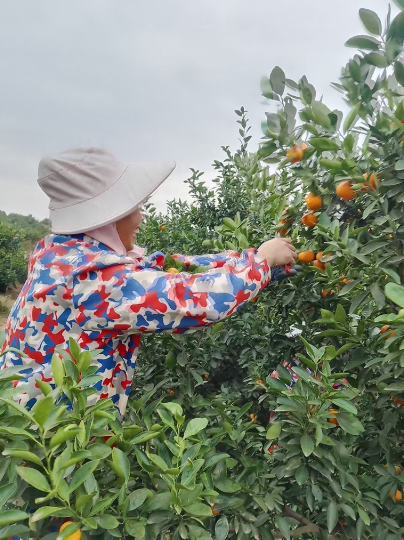 新余蜜桔大量有货，有需要的老板联系