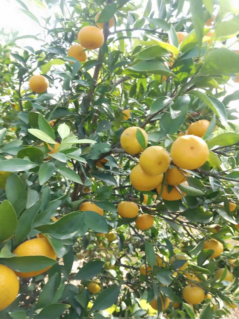 新余蜜桔大量有货，有需要的老板联系