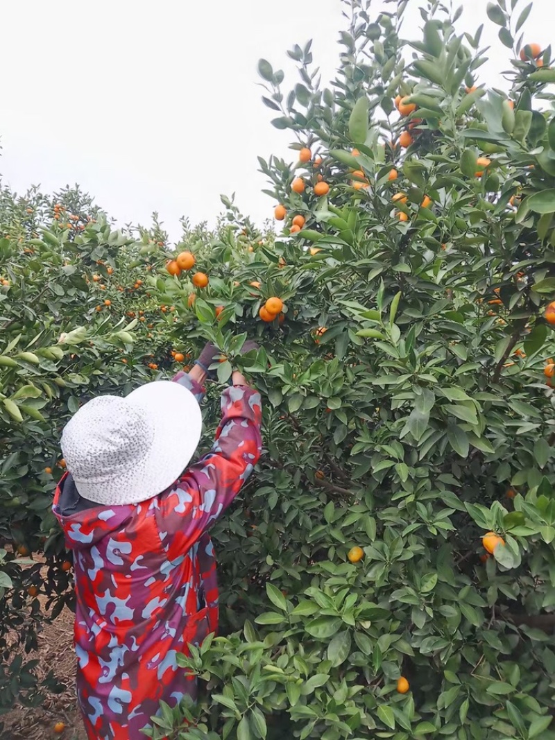 新余蜜桔大量有货，有需要的老板联系