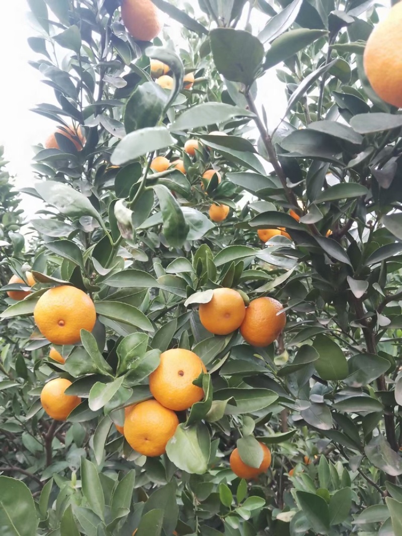 新余蜜桔大量有货，有需要的老板联系