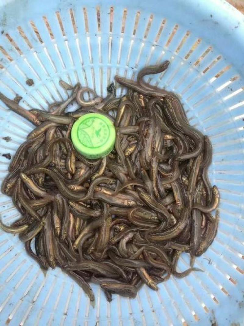 台湾泥鳅苗大量出售，基地孵化渔场发货，提供技术指导。