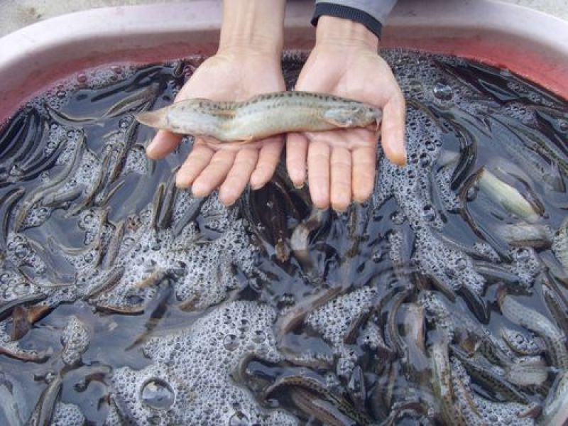 台湾泥鳅苗大量出售，基地孵化渔场发货，提供技术指导。