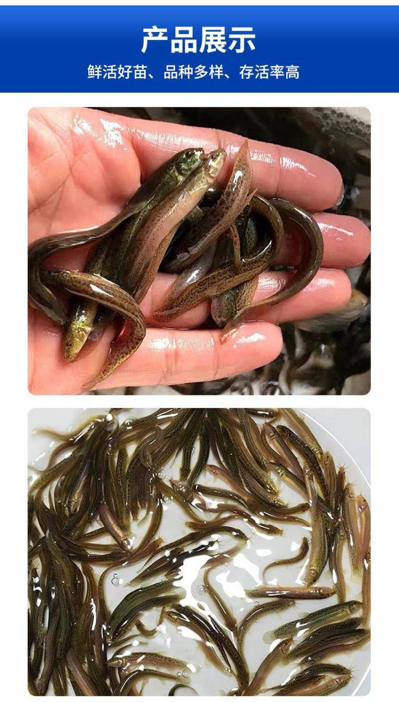 台湾泥鳅苗大量出售，基地孵化渔场发货，提供技术指导。