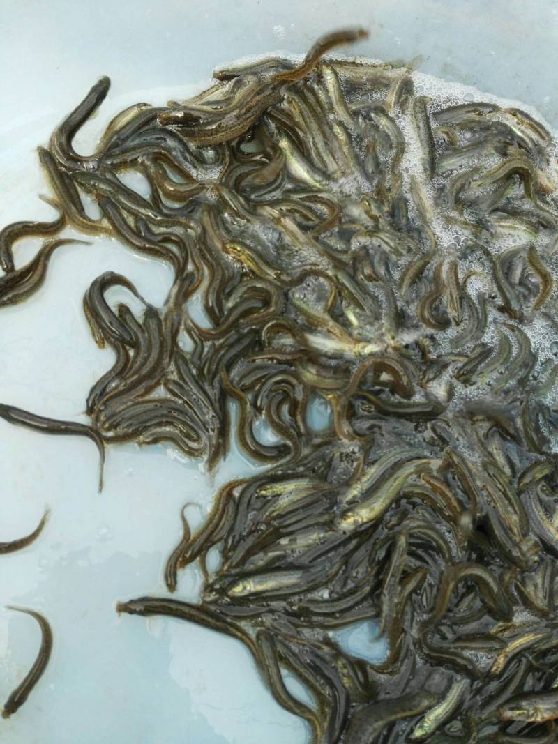 台湾泥鳅苗大量出售，基地孵化渔场发货，提供技术指导。