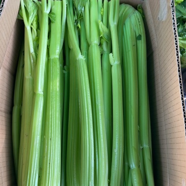 宁夏精品西芹