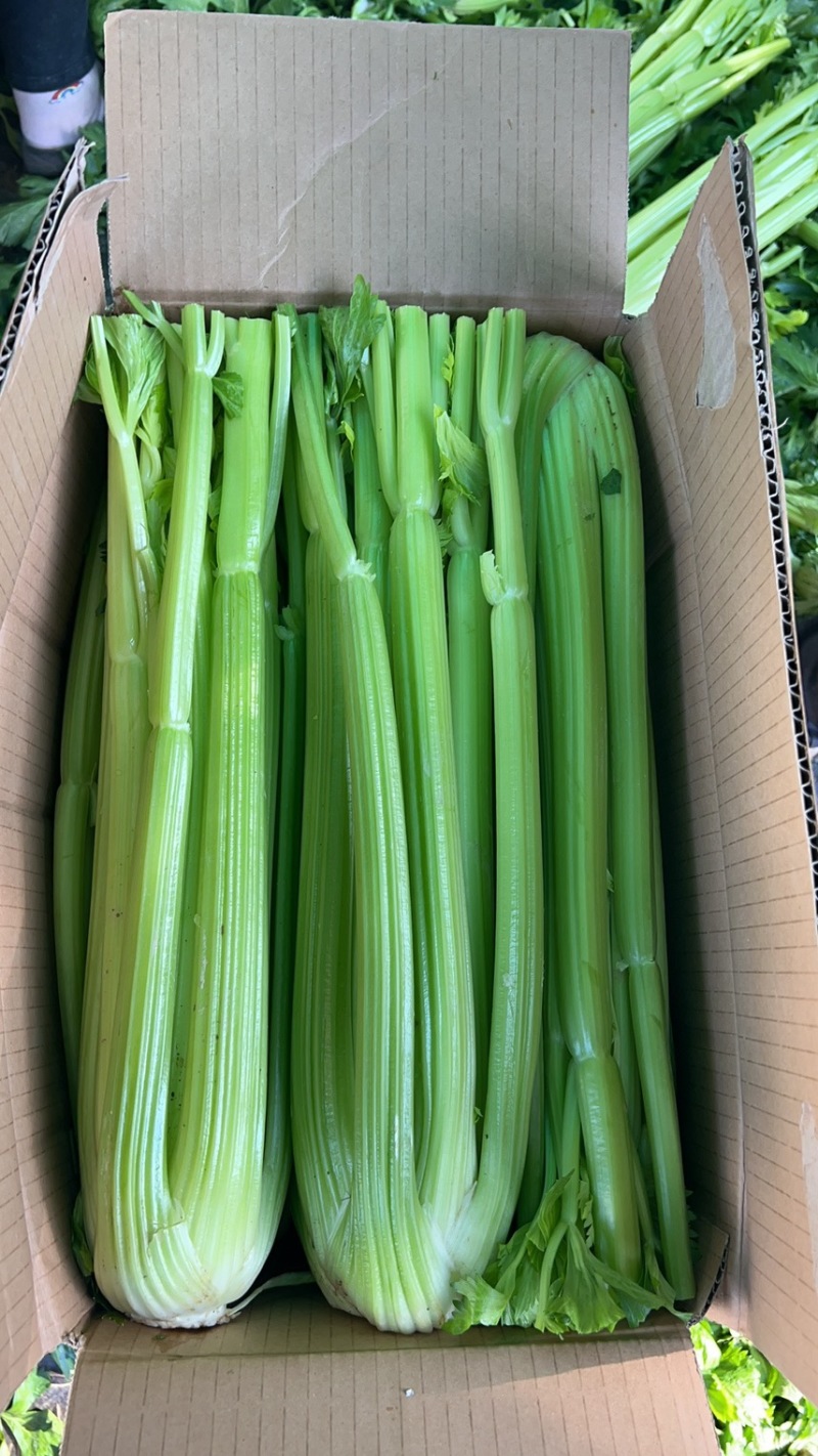 宁夏精品西芹