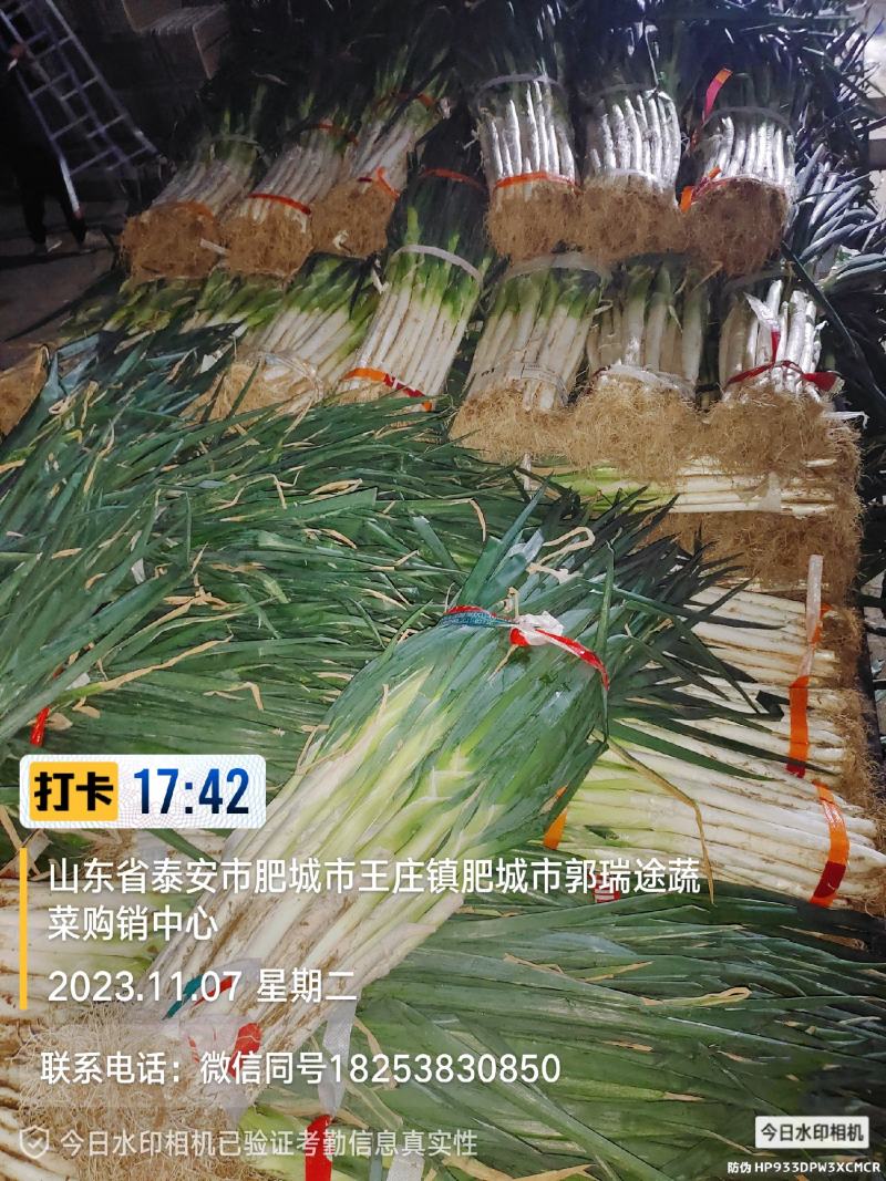 大葱长白大葱，山东大葱2024现货供应优质大葱