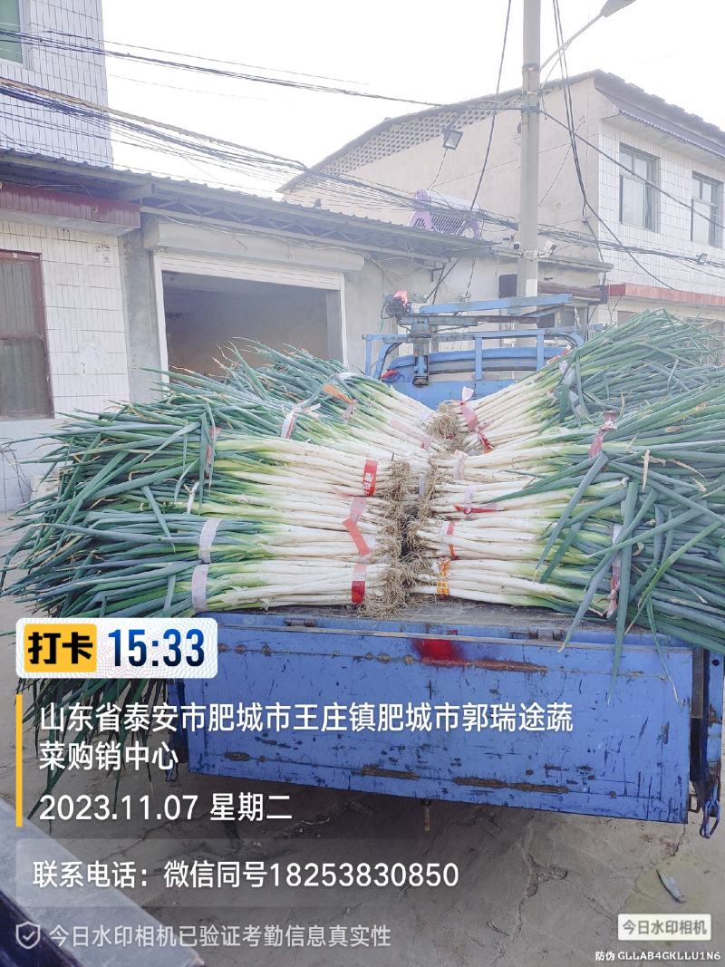 大葱长白大葱，山东大葱2024现货供应优质大葱