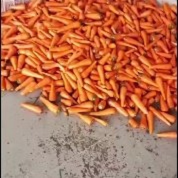 东台胡萝卜大量上市！
