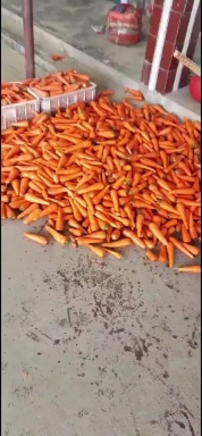 东台胡萝卜大量上市！