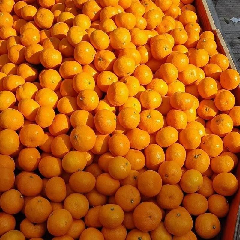 正宗涌泉蜜橘，量大从优，品质保证，欢迎来电咨询