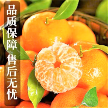 广西砂糖橘，棉桔，南丰蜜桔，金秋，原产地供货，品质保证