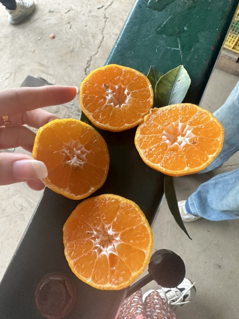 广西砂糖橘，棉桔，南丰蜜桔，金秋，原产地供货，品质保证