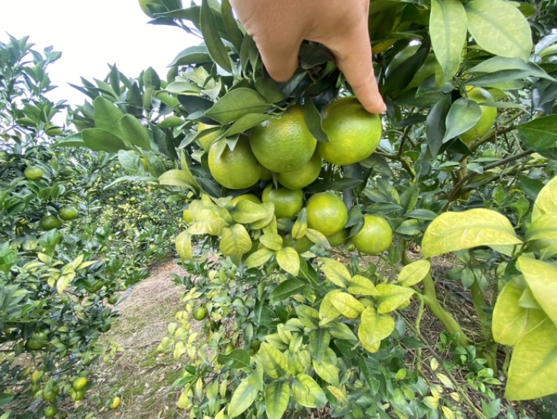广西红江橙，大量有货，大量供应