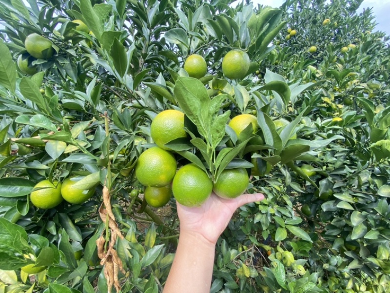 广西红江橙，大量有货，大量供应