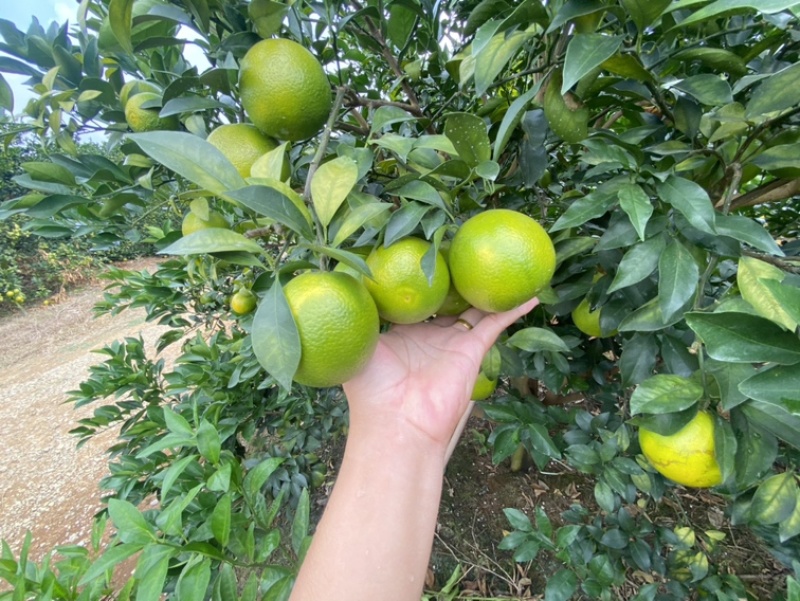 广西红江橙，大量有货，大量供应