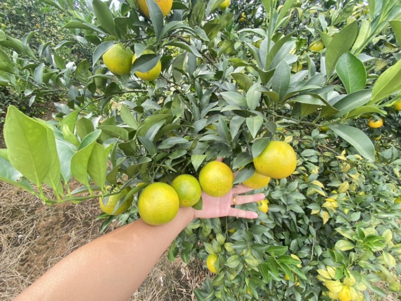 广西红江橙，大量有货，大量供应