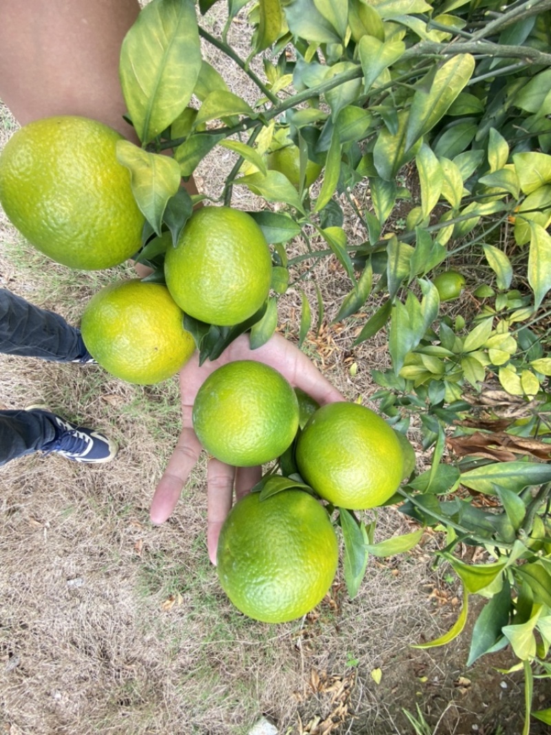 广西红江橙，大量有货，大量供应