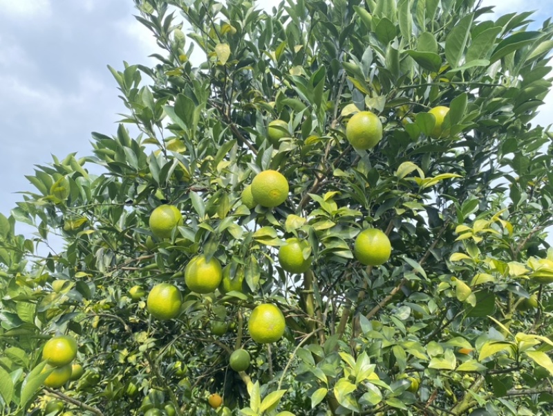广西红江橙，大量有货，大量供应