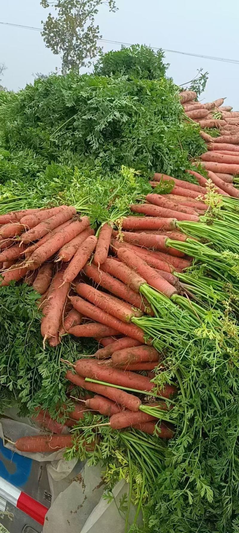 陕西大荔红萝卜大量供应一手货源产地直发欢迎电联
