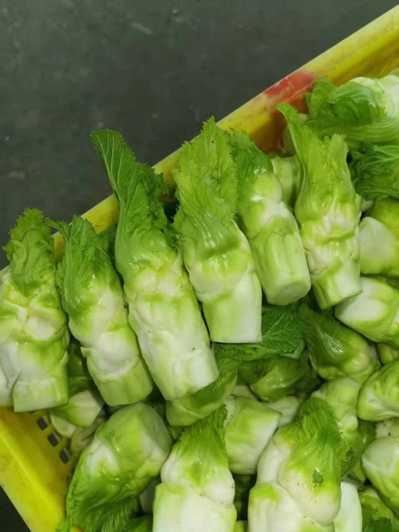 精品儿菜