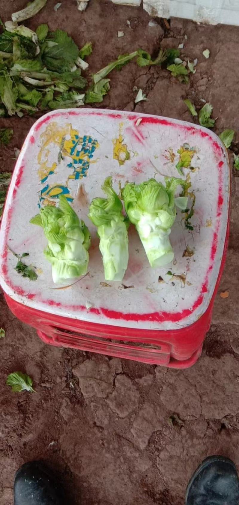 精品儿菜