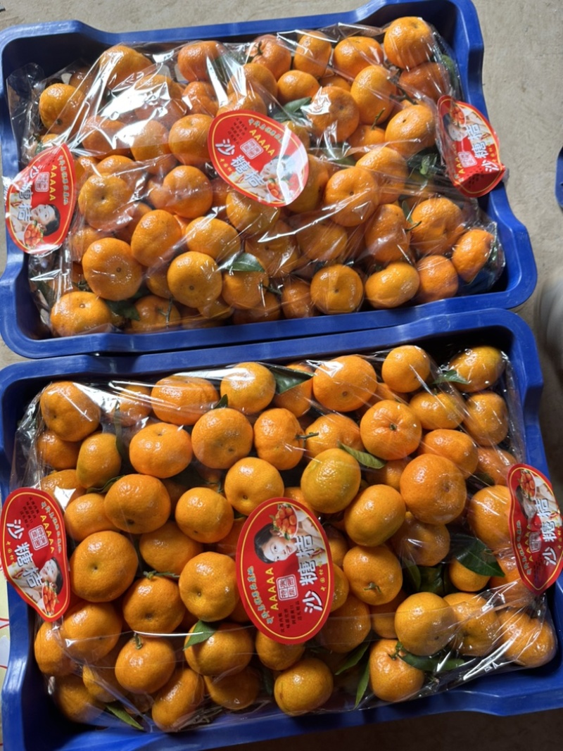 广西砂糖橘，棉桔，南丰蜜桔，金秋，原产地供货，品质保证