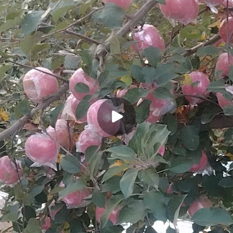糖心红富士苹果