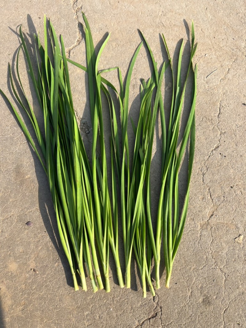 精品韭菜大量上市
